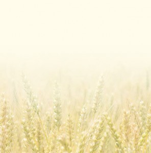sp_bg_img001